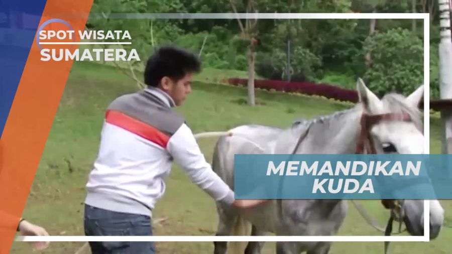 Mencoba Memandikan Kuda, Tantangan Seru di Kota Medan