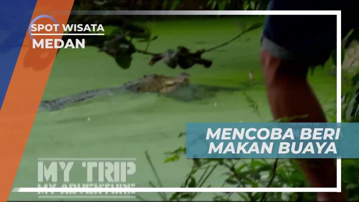 Uji Keberanian Memberi Makan Buaya di Kota Medan