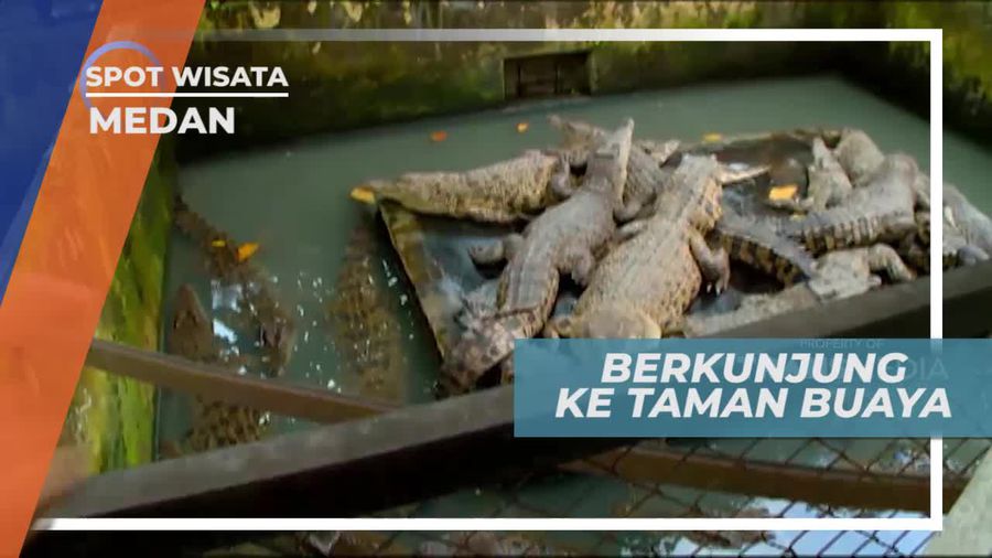 Melihat Buaya Secara Langsung di Penangkaran Kota Medan
