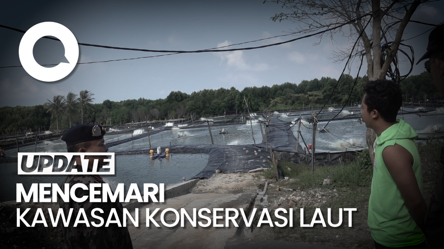 Cemari Lautan, Tambak Udang di Karimunjawa Ditutup