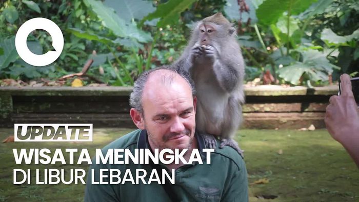 Sensasi Foto Bersama Monyet di Hutan Pala Sangeh, Badung