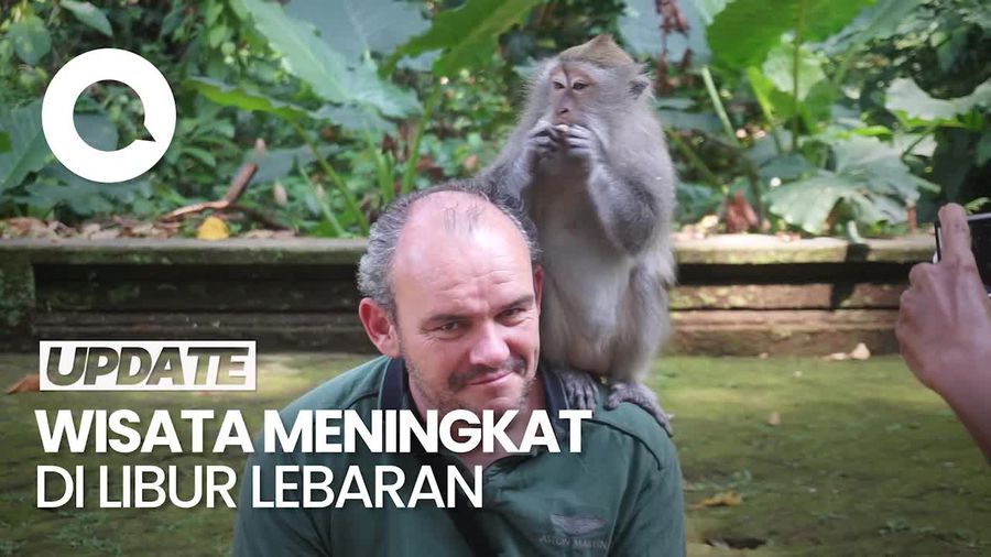 Sensasi Foto Bersama Monyet di Hutan Pala Sangeh, Badung