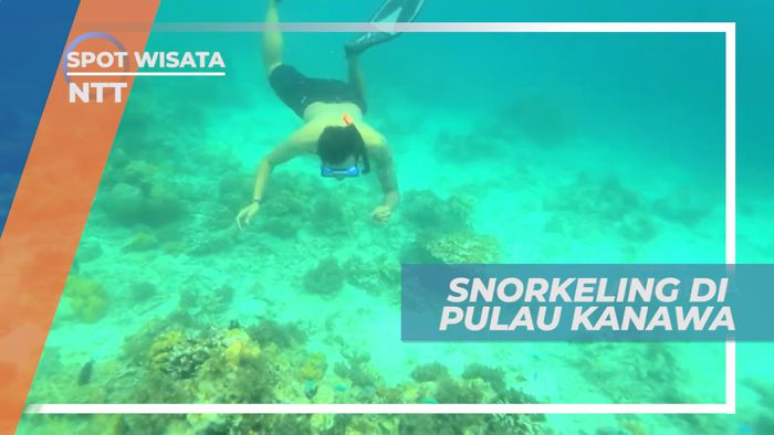 Mengintip Indahnya Pesona Bawah Laut Pulau Kanawa, Nusa Tenggara Timur