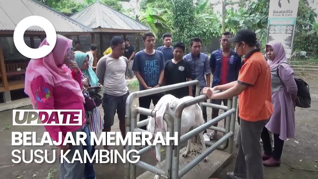 Menikmati Wisata Edukasi di Peternakan Kambing di Lereng Gunung Semeru