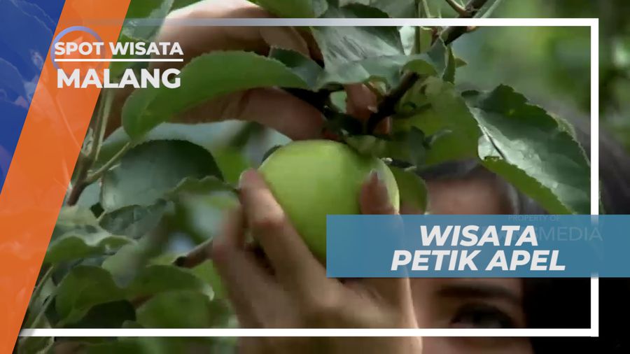 Senangnya Berburu Buah Apel Langsung dari Pohonnya, Malang