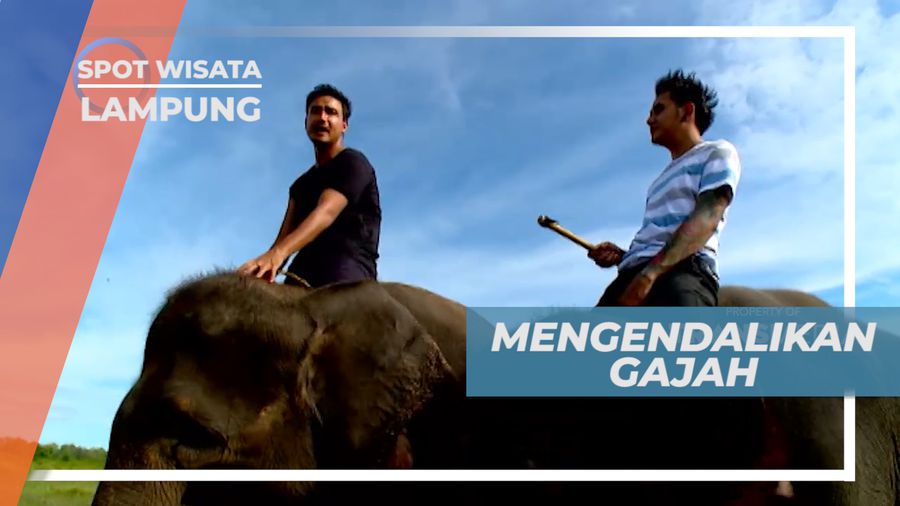 Pengalaman Seru Belajar Cara Mengendalikan Gajah, Lampung
