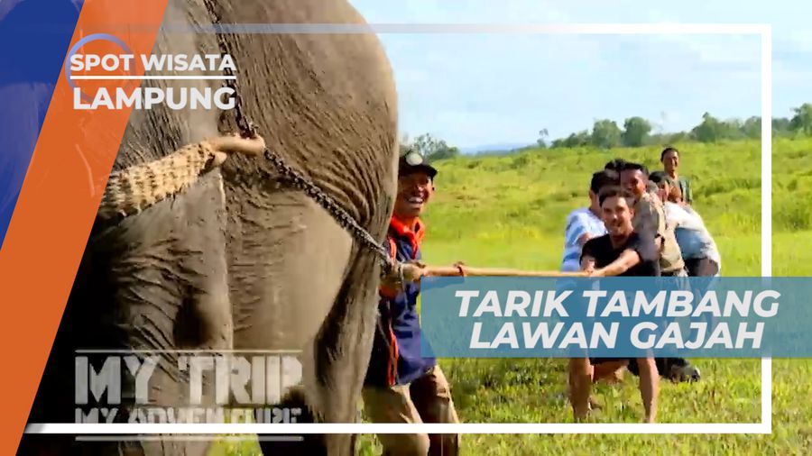 Seru-seruan Adu Kuat, Tarik Tambang Lawan Gajah, Lampung