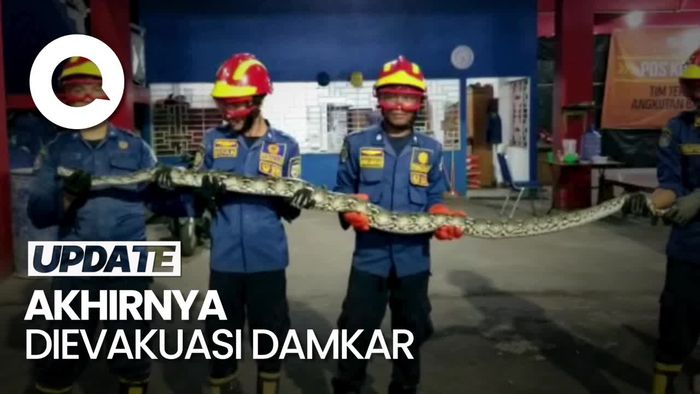 Ngeri! Ular Sanca 2 Meter Ngumpet di Kamar Mandi Warga Jambi