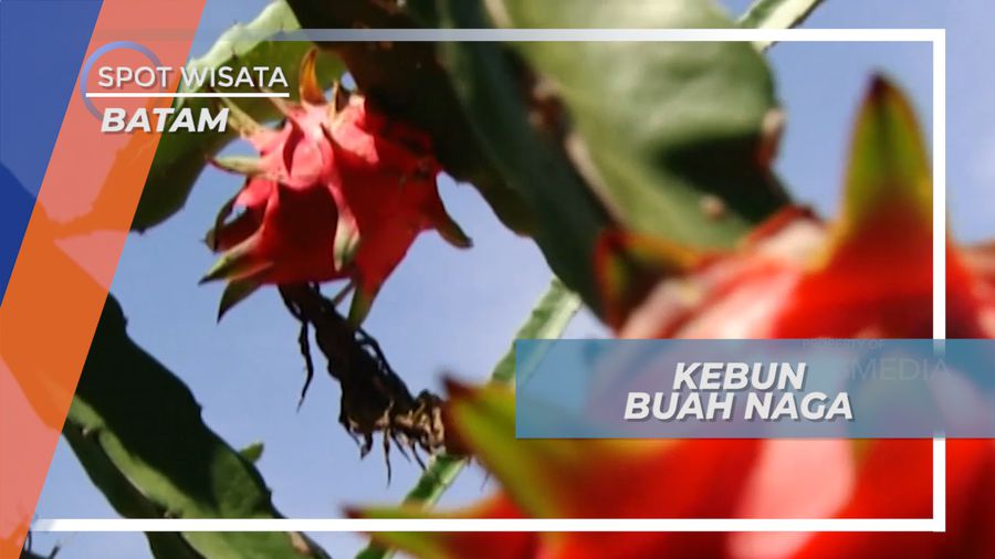 Berkunjung ke Kebun Buah Naga di Batam