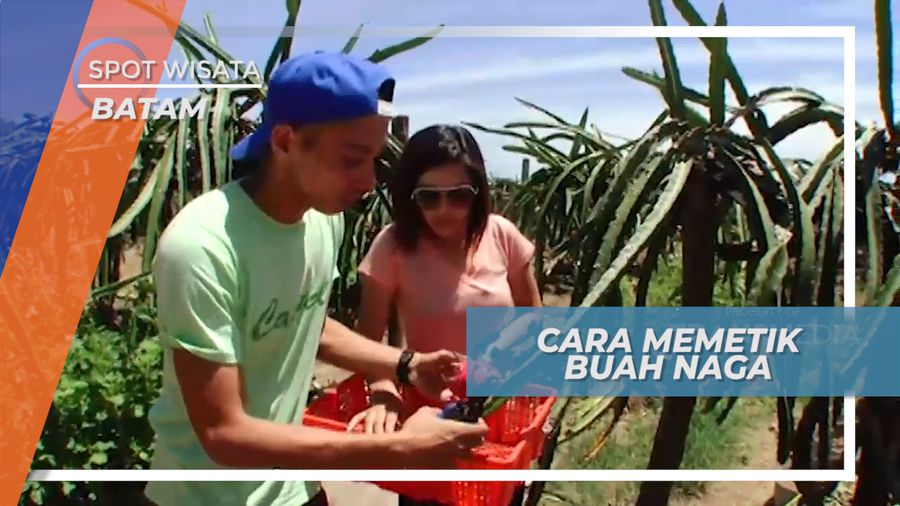 Cara Memetik Buah Naga, Batam