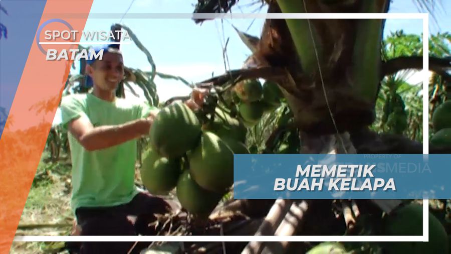Mencoba Memetik Buah Naga, Batam