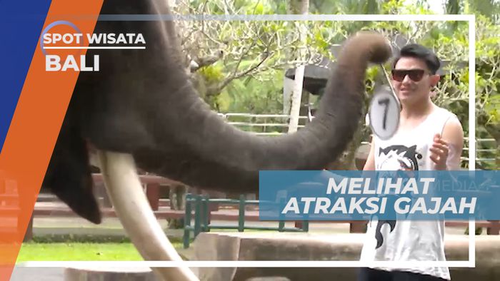 Senangnya Melihat Atraksi dan Ikut Bermain Dengan Gajah Pintar, Bali