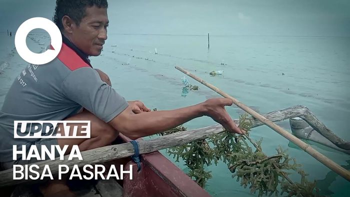 Curhat Petani Rumput Laut Gagal Panen, Diduga Karena Limbah Tambak