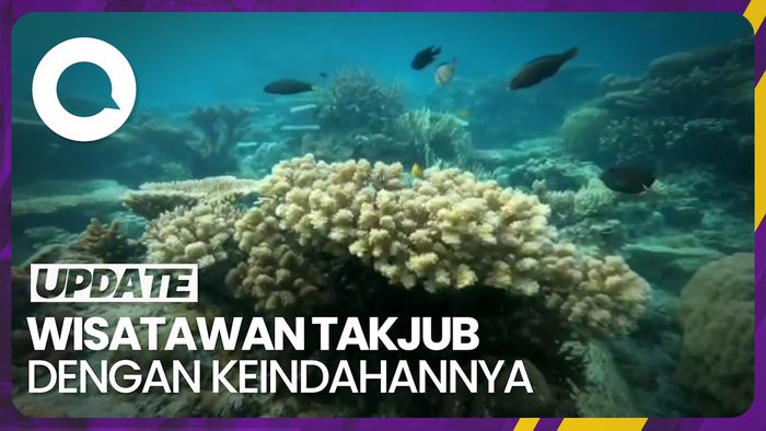 Melihat Keindahan Bawah Laut Karimunjawa