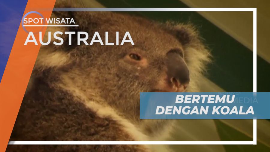 Senangnya Berinteraksi Dengan Koala, Hewan Lucu yang Menggemaskan, Asutralia
