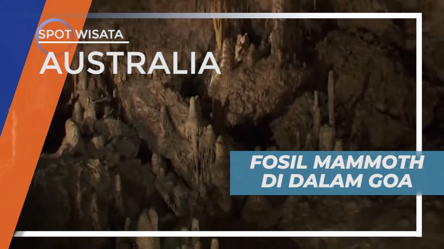 Melihat Fosil-fosil Mammoth yang Tersimpan di Dalam Goa, Australia