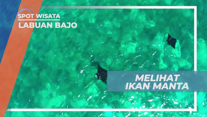 Melihat Cantiknya Ikan Manta Dari Atas Perahu, Labuan Bajo