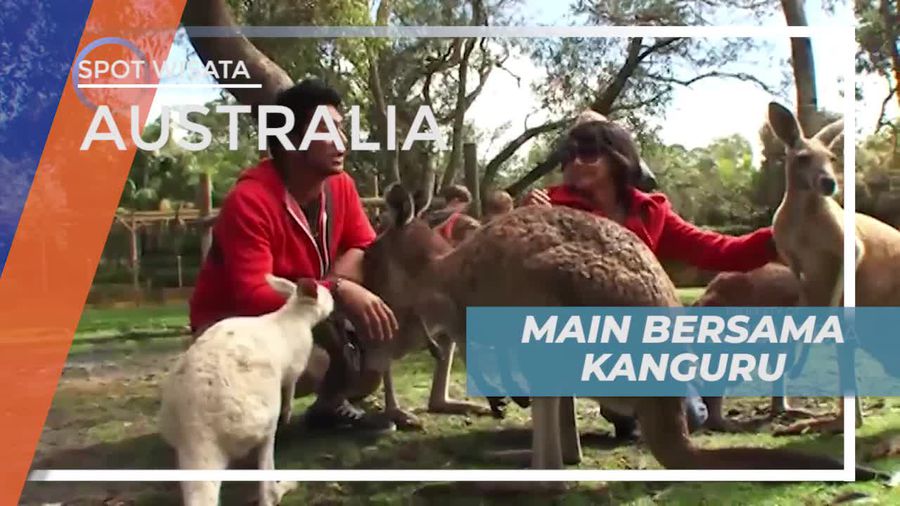 Serunya Bermain Dengan Hewan Endemik Penghuni Benua Hijau, Australia