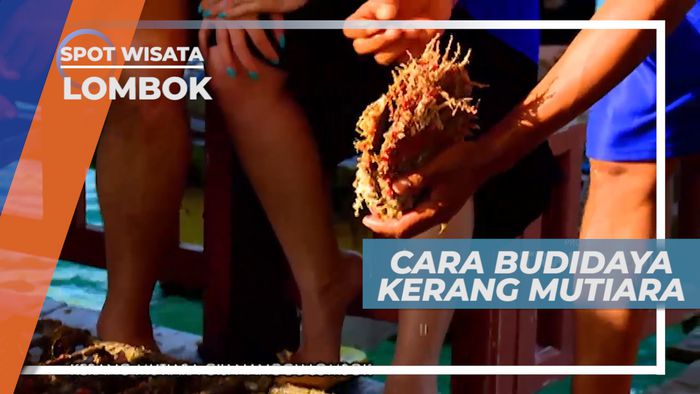 Melihat Dari Dekat Cara Budidaya Kerang Mutiara di Gili Nanggu, Lombok