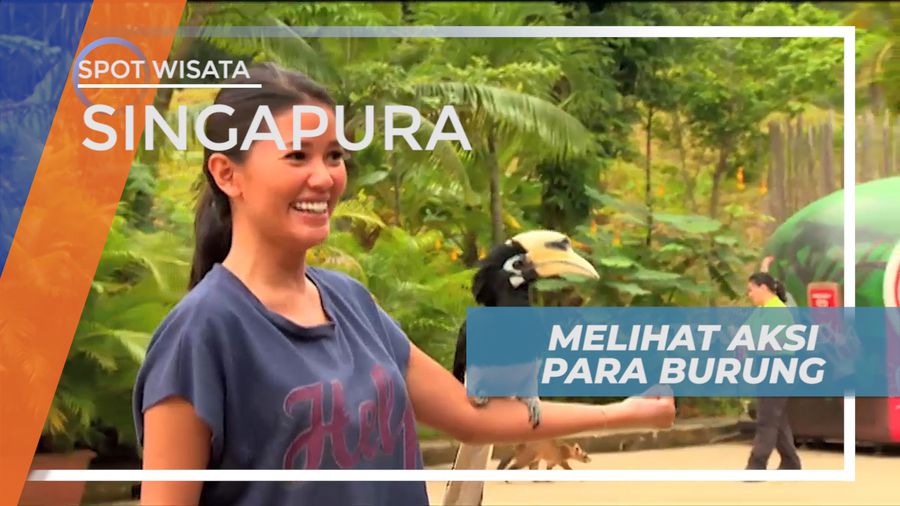 Seruya Ikut Dalam Atraksi Burung Pintar di Tama Satwa, Singapura