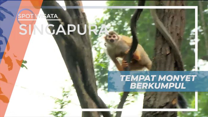Mengunjungi Tempat Para Spesies Monyet Kecil Berkumpul, Singapura