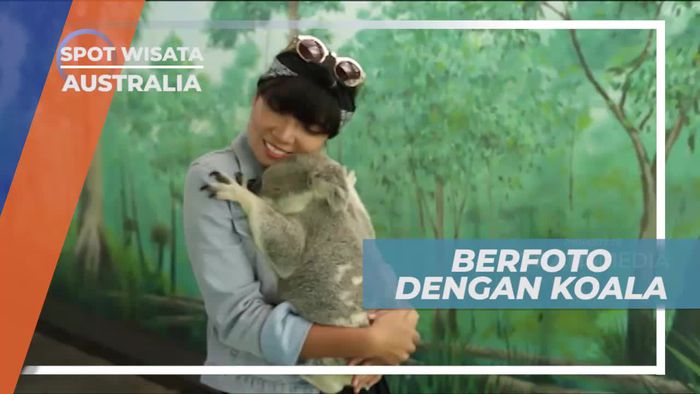 Berfoto Dengan Koala, Satwa Endemik Asli Australia