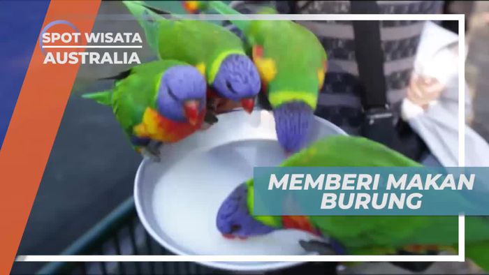 Memberi Makan Burung Lorikeet di Wildlife Currumbin Sanctuary Australia