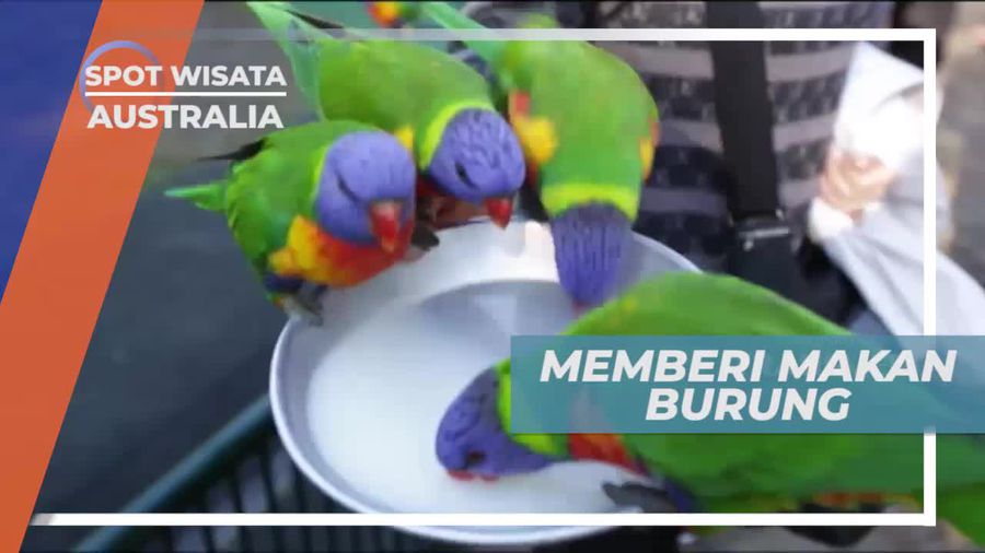 Memberi Makan Burung Lorikeet di Wildlife Currumbin Sanctuary Australia