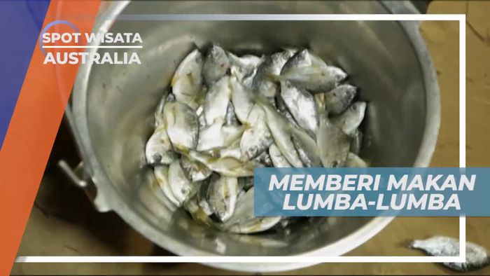 Momen Langka Memberi Makan Lumba-lumba di Tangalooma Island Australia