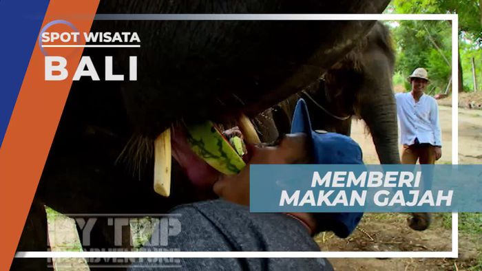 Memberi Makan Gajah di Bali Elephan Camp