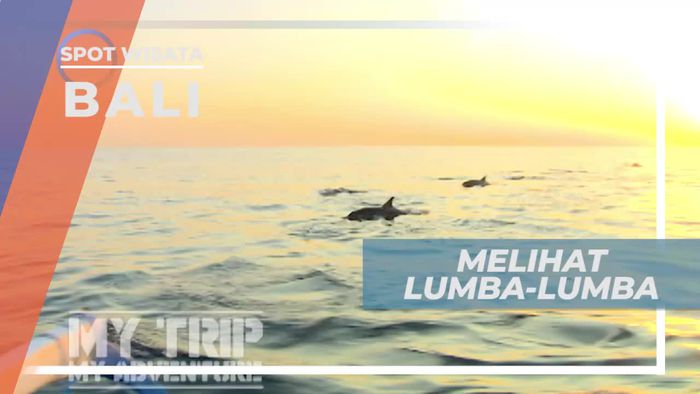 Melihat Lumba-lumba di Kawasan Buleleng Bali