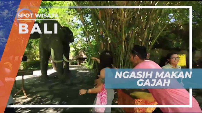 Memberi Makan Gajah di Bali Safari & Marine Park