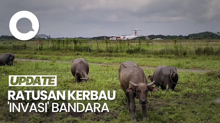 Invasi Ratusan Kerbau di Bandara Lombok, Bahkan Ada Kandangnya!