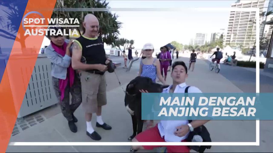 Bermain Dengan Anjing Besar di Gold Coast Australia