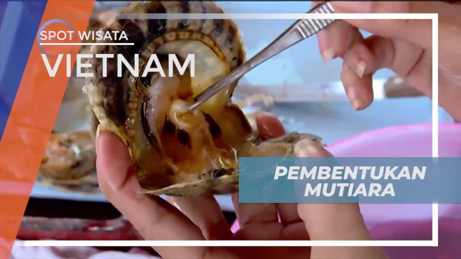 Melihat Pembentukan Mutiara di Pearl Farm Vietnam