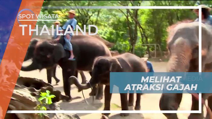Melihat Atraksi Gajah di Maetaman Elephan Camp Thailand