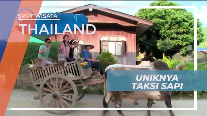 Taksi Sapi, Transportasi Unik di Thailand