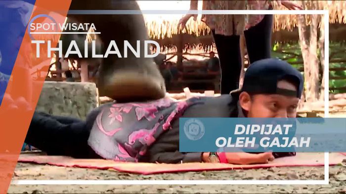 Momen Menegangkan Dipijat Oleh Gajah di Thailand