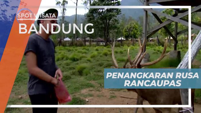 Berkunjung ke Penangkaran Rusa di Rancaupas Bandung