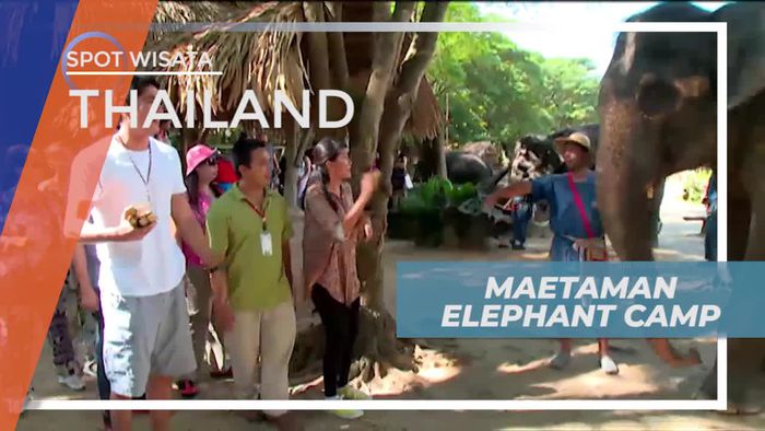 Berkunjung ke Maetaman Elephant Camp Thailand