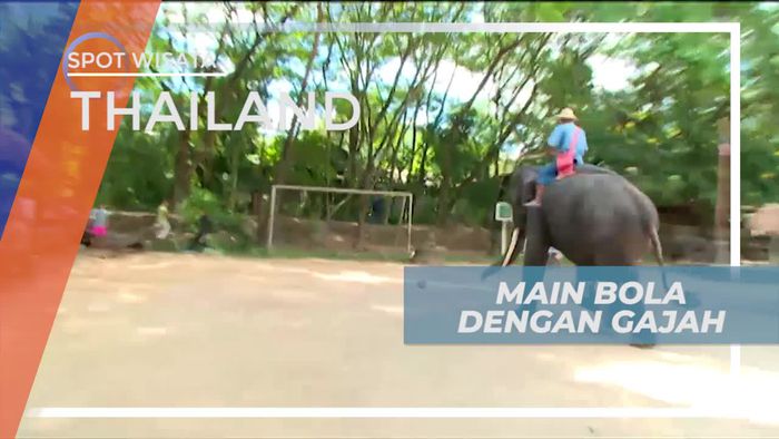 Melihat Momen Lucu Atraksi Gajah Bermain Bola, Thailand