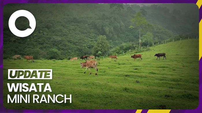 Healing Sambil Belajar Beternak Sapi Pasundan di Ciamis