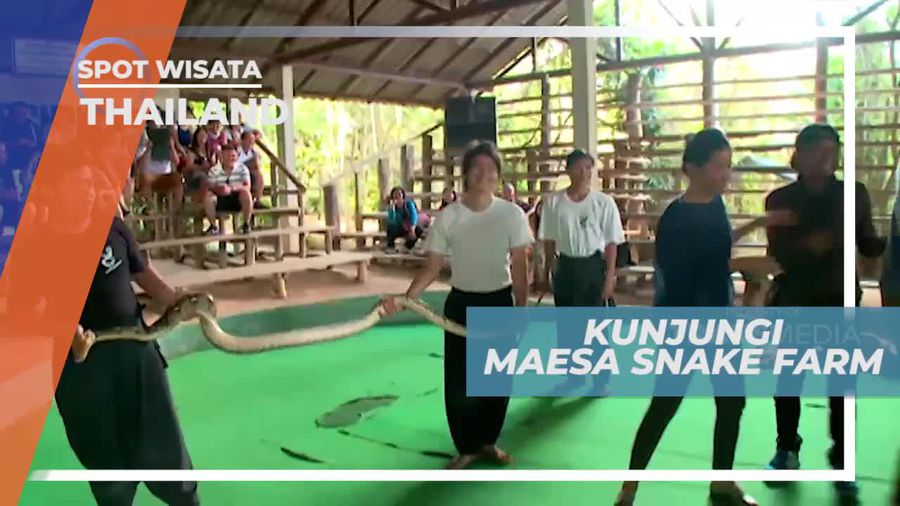 Berkunjung ke Tempat Atraksi Ular, Maesa Snake Farm Thailand
