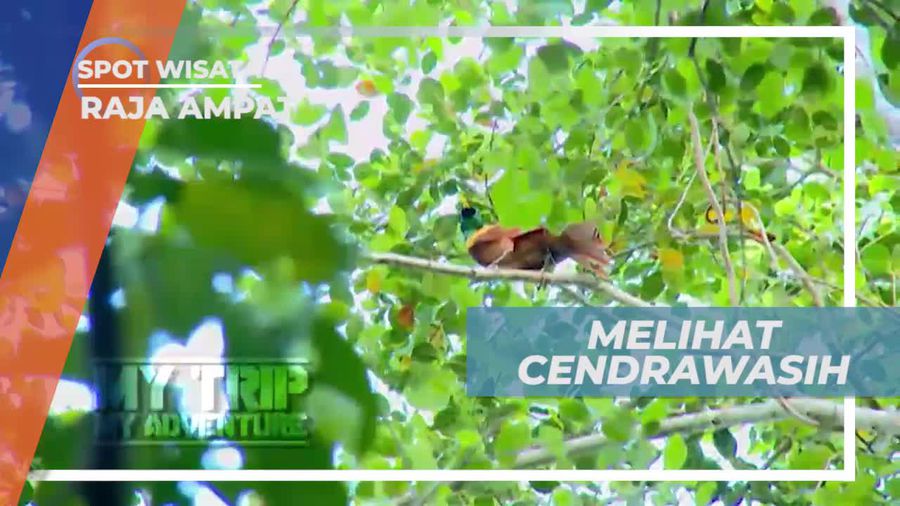Melihat Eksotisme Burung Cendrawasih di Desa Sawinggrai Raja Ampat