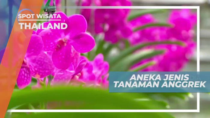 Sai Na Phung Orchid Thailand, Mengenal Aneka Jenis Tanaman Anggrek