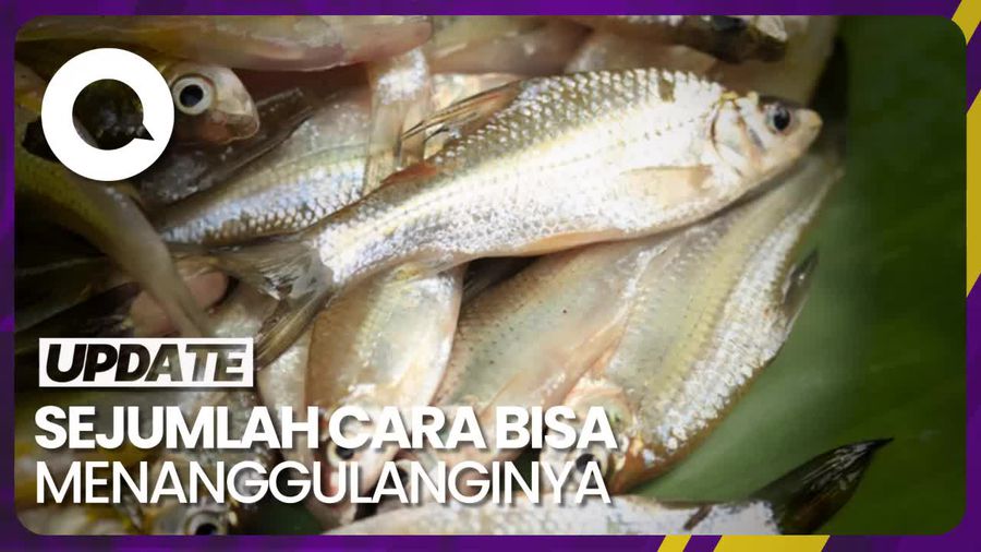 Ikan Wader Terancam Punah, Kenapa Ya?