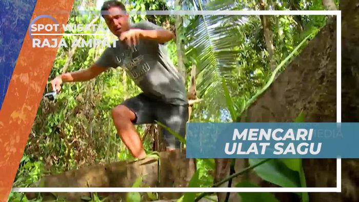 Mencari Ulat Sagu di Kampung Warema Raja Ampat