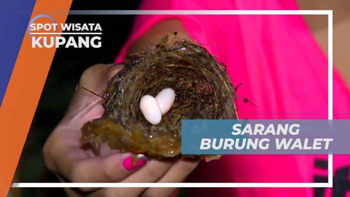 Goa Kristal, Menemukan Sarang Burung Walet di Dalam Goa, Kupang