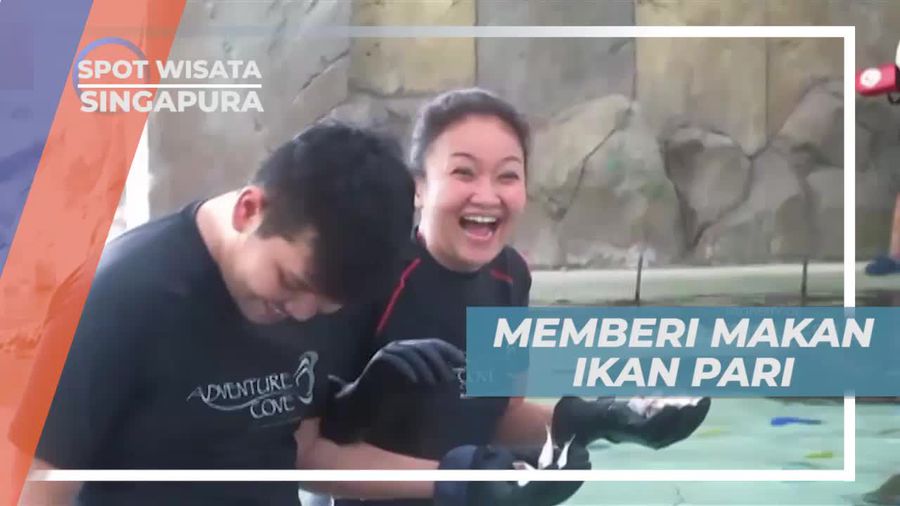 Ray Bay, Wahana Untuk Memberi Makan Ikan Pari di Singapura