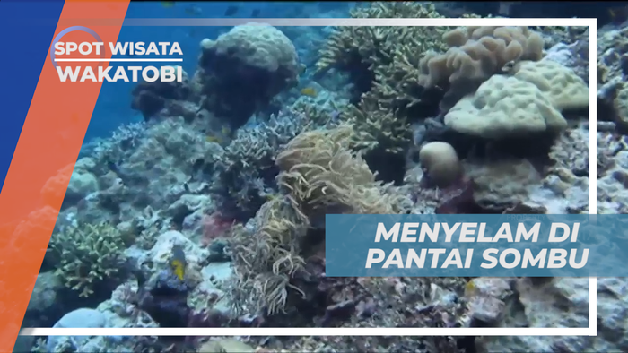 Menjelajahi Indahnya Beragam Biota Laut di Pantai Sombu, Wakatobi